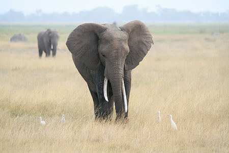 象, アフリカ, サファリ, アフリカのブッシュゾウ, サバンナ, 野生動物の写真