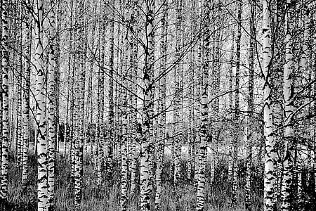 Birch, pohon, hutan, alam, hitam dan putih, latar belakang, di luar rumah