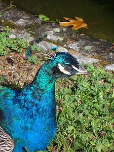 Peacock, vogel, verenkleed, iriserende, blauw, prachtige