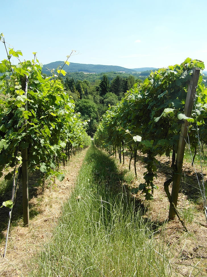 Winnica, winorośl, wino, wzgórze, Odenwald, Latem