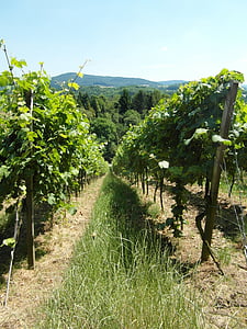vinograd, vinova loza, vino, brdo, Odenwald, ljeto