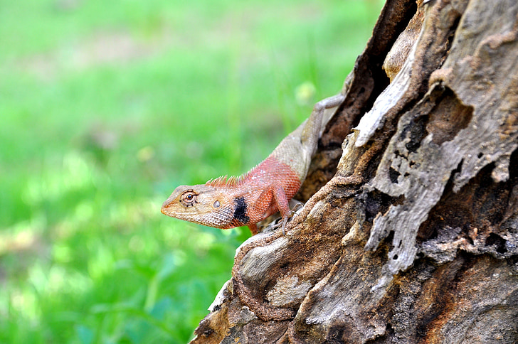 Thailand, salamander, rood, exotische salamander
