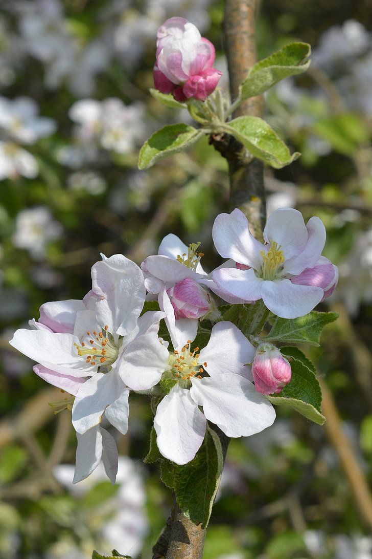 brotes de flor, flor de la manzana, primavera, período de floración, cerrar, flor, Blanco