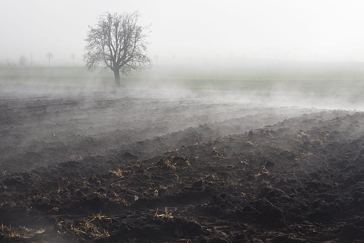 fog, mood, landscape, fog bank, fog day, november, arable