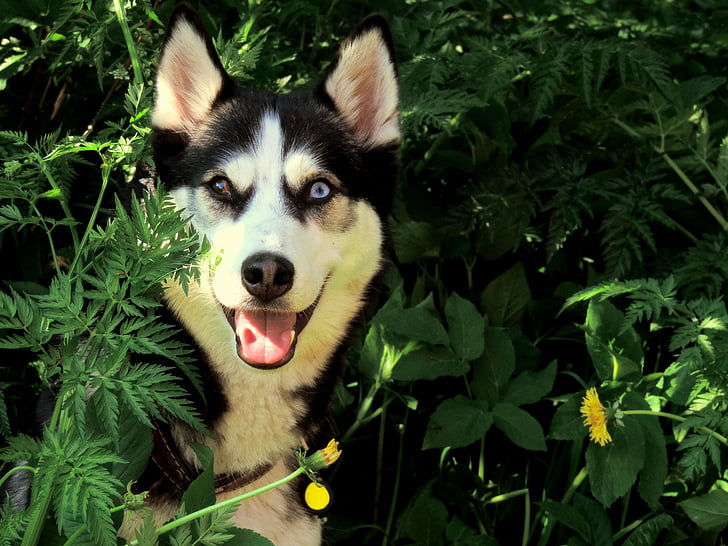 Husky, câine, în aer liber, Siberian, rasa, drăguţ, animal de casă