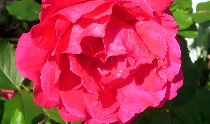 Rosa, rosor, blommor, kronblad, ljusa, färgglada, röd