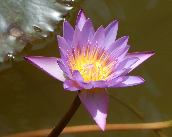 water lily, Hoa, màu tím, thủy sản, nước, Ao, Thiên nhiên