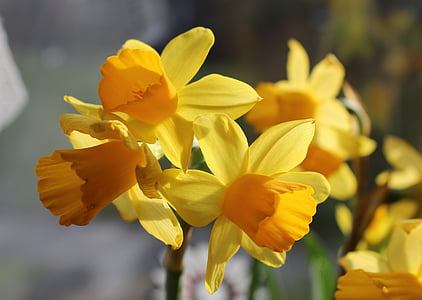 jonquille, Narcisse, jonquilles, osterglocken, printemps, fleurs, fermer