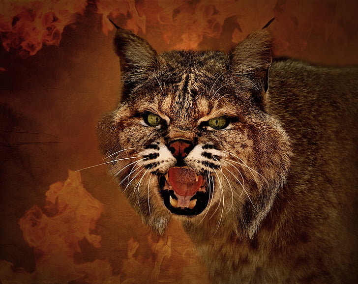 Lynx, mačka divá, zviera, Predator, vlasy, oči