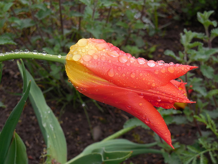 Tulipán, dešťová kapka, květiny, oranžová, okvětní lístky, kapka vody, Les