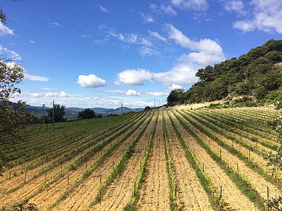 bidang, anggur, Prancis, winegrowing, pemandangan, kebun anggur, Rebstock