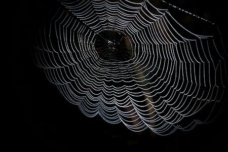 cobweb, network, spider, dewdrop, close, morgentau, black and white