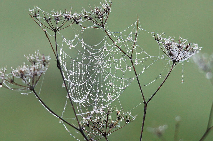 Raagbol, dauw, natuur, spinnenweb, spin, drop, Close-up