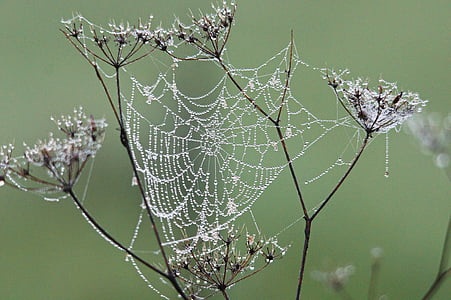 蜘蛛网, 露水, 自然, 蜘蛛网, 蜘蛛, 下降, 特写