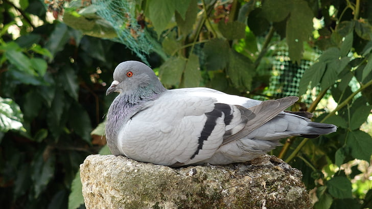 pigeon, bird, waiting, gray, plumage, ornithology, nature