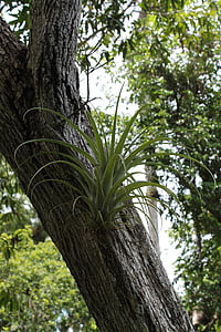 curujey, Tillandsia recurvata, træ, parasitisk plante, Cuba