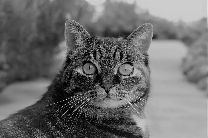 con mèo, cá thu, động vật, hổ mèo, mèo trong nước, vật nuôi, Cat's eyes