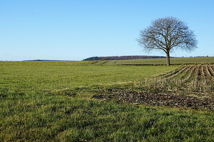 Stockach, Meadow, domaine, arbre, paysage, herbe