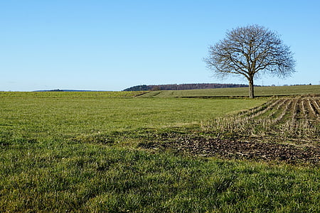 Stockach, padang rumput, bidang, pohon, pemandangan, rumput