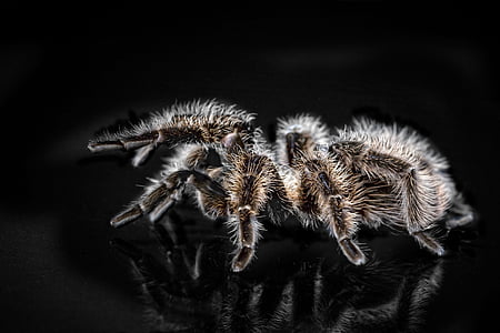 tarantula, arachnophobisch, edderkopp, hårete, skumle, frykt, dyr