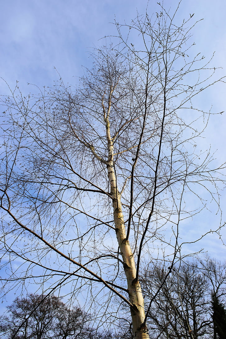 Birch, pohon, alam, langit, biru, musim dingin, estetika