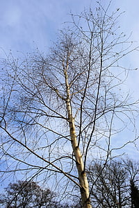 βετούλης (σημύδας), δέντρο, φύση, ουρανός, μπλε, Χειμώνας, αισθητική