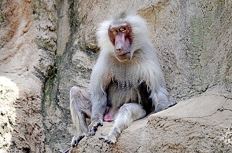 babuinas, beždžionė, senas, sėdėti, Žiūrėti, beždžionių patinų, vyras