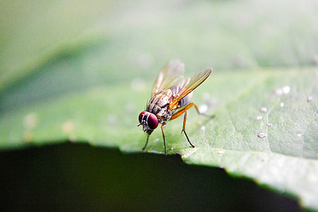 fruit fly, fly, inset, wings, flying, leaf, sri lanka