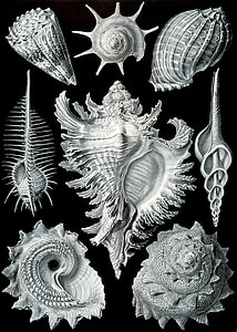 shellfish, mussels, murex pecten, prosobranchia haeckel, chicoreus ramosus