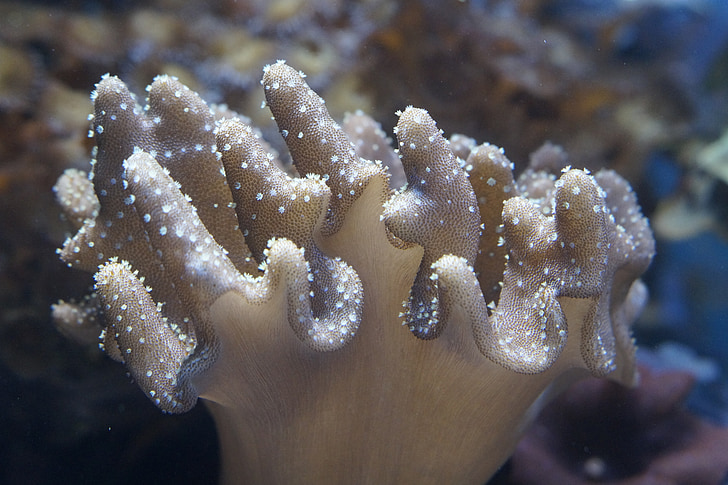 Coral, Molusc, invertebrats, oceà, sota l'aigua, Mar, criatura