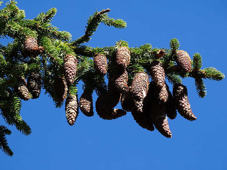 pine cone, pine, tap, tree, alpine trees