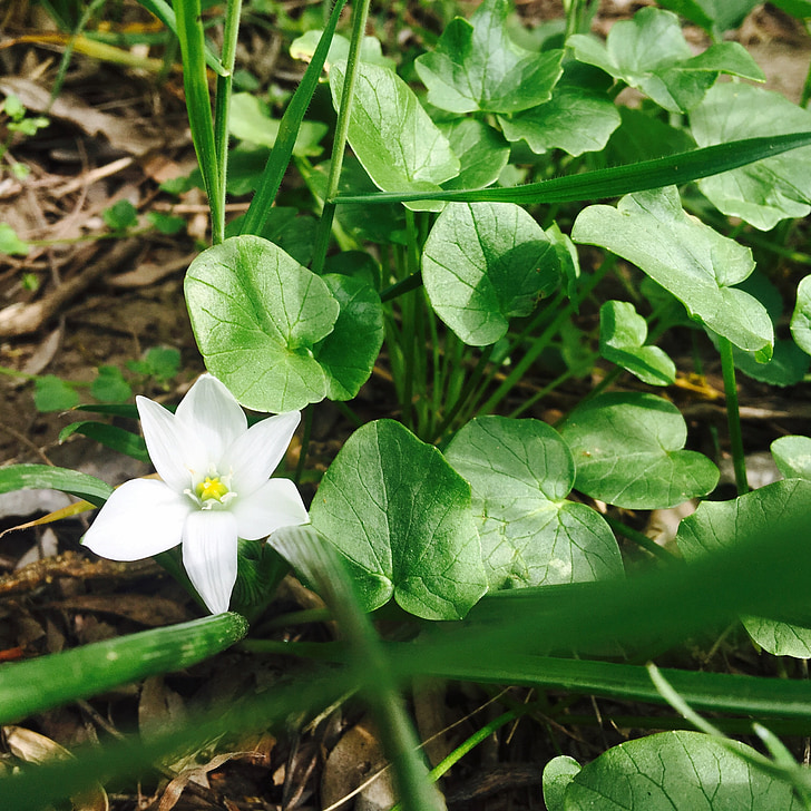 Blume, weiß, Grün