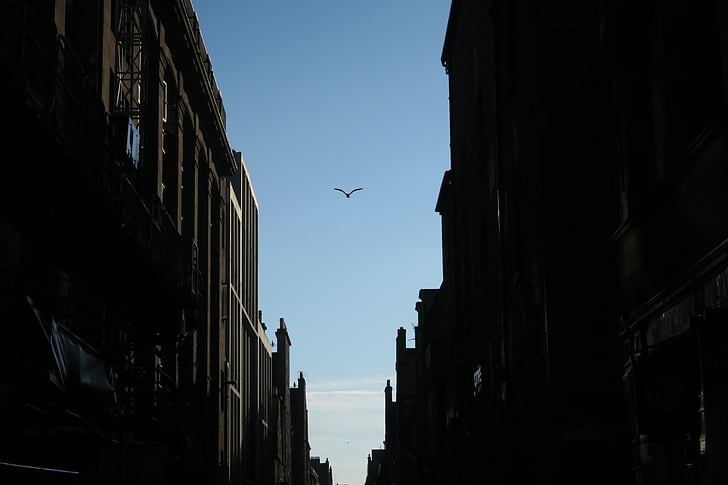 black, bird, flying, blue, sky, daytime, architecture