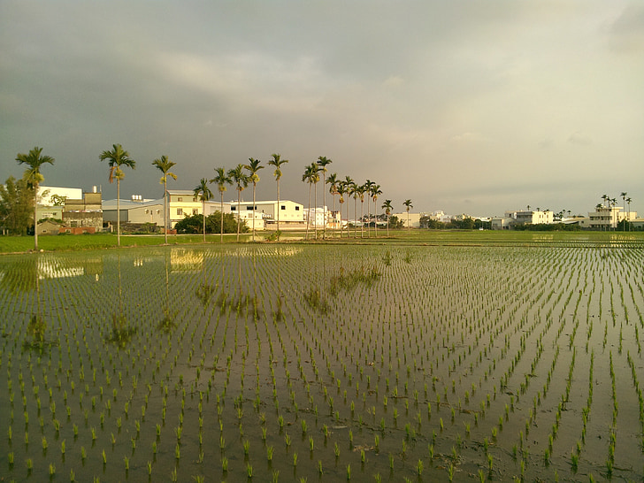 rýžové pole, krajina, Areca catechu strom, obloha, zemědělství, Příroda, farma