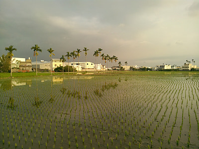 in rice field, landscape, areca catechu tree, sky, agriculture, nature, farm