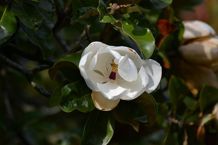 Magnolia grandiflora, Immergrüne Magnolie, weiße Blume, grüne Blätter, Baum, Blütenblätter, Bloom
