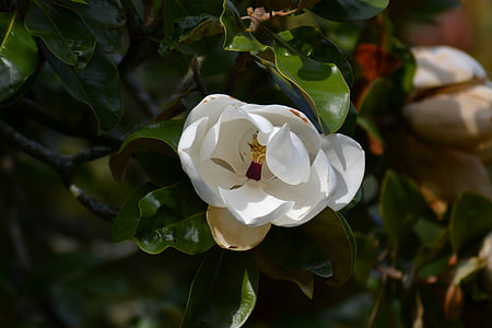 nagyvirágú liliomfa, déli magnolia, fehér virág, zöld levelek, fa, szirmok, Bloom
