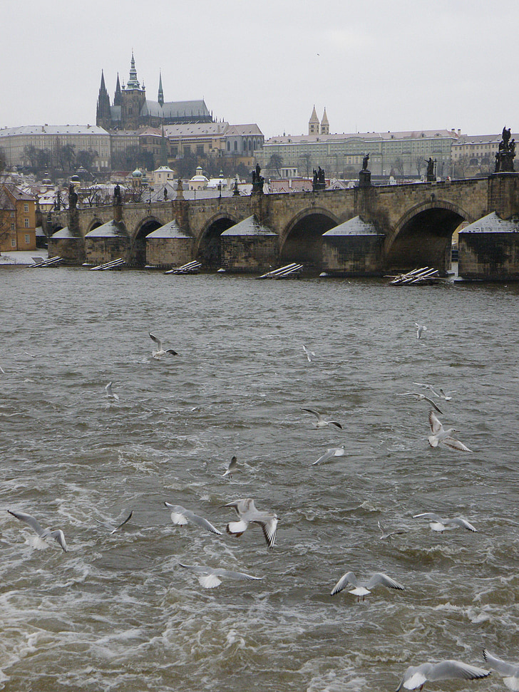 Praha, Karlov most, rieka, Vltava, Pražský hrad, čajka, mesto