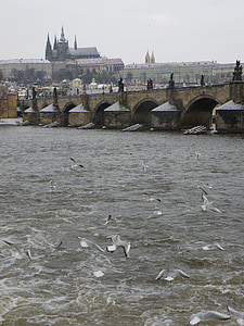 Praga, Karlov most, reka, Vltava, Praški grad, galeb, mesto