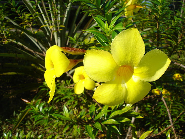flors, groc, Brasil, Amazon, flors grogues, natura, flor