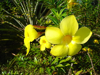 flores, amarelo, Brasil, Amazônia, flores amarelas, natureza, flor