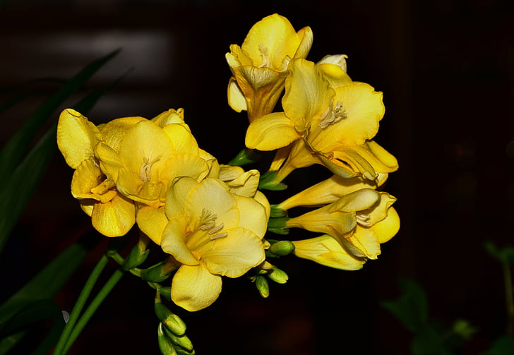 жовтий sia, Весняні квіти, Квіти зрізані, закрити, Природа, квітка, жовтий