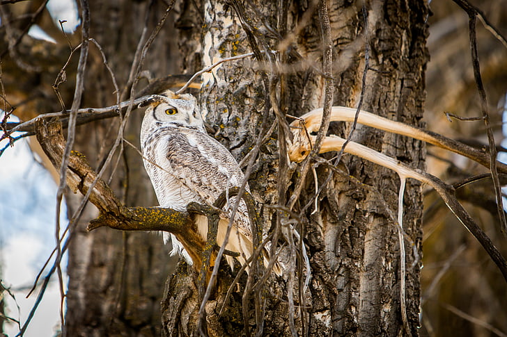 owl, nature, wildlife, outdoors, forest, great horned owl, bird