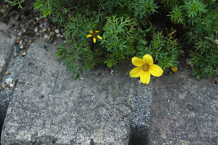 fiori, naturale, giallo
