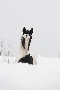 kôň, biela, čierna, Lúčny koník, žrebec, Írsky klas, Mare