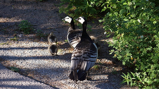 goose, barnacle goose, family, day-old chicks, chick, bird, nature