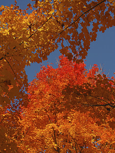 листя, дерева, падіння, Осінь, листя, Відділення і банкомати, відділення