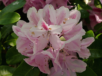 rododendrona, cvijet, cvatu, roza