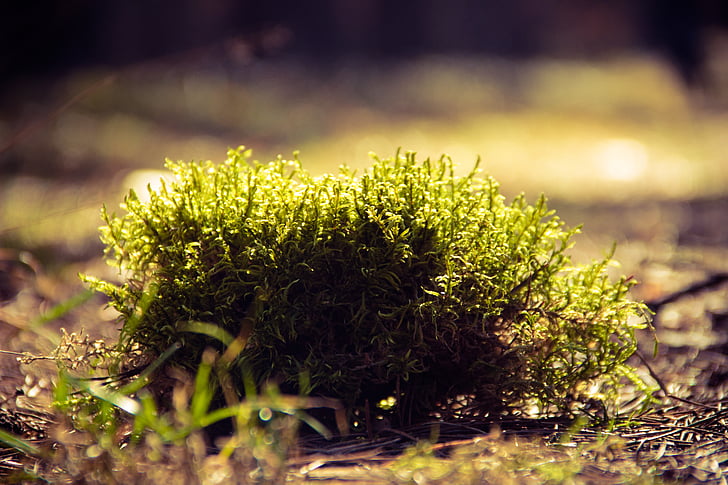 close-up, green, moss, nature