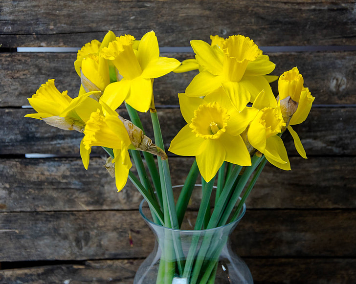 bunga, kendi, musim semi, tanaman, Narcissus, Daffodils, alam